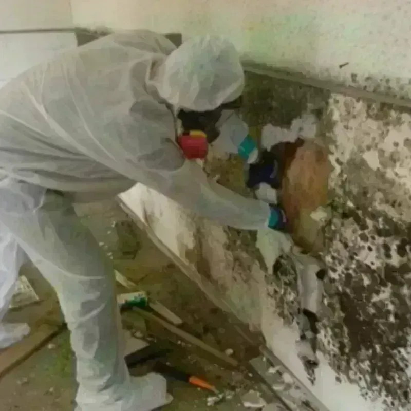 Mold Remediation and Removal in Winfield, IA